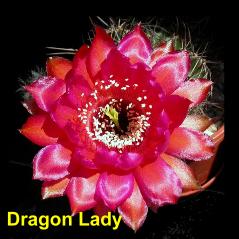 Dragon Lady.4.1.jpg 